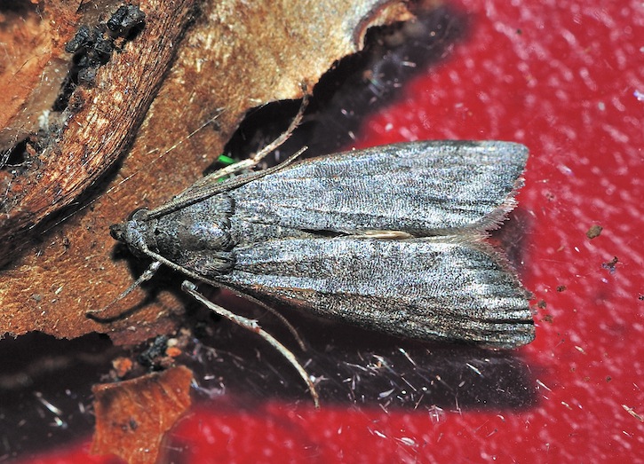 Pyralidae Phycitinae da confermare/determinare